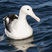 Royal Albatross